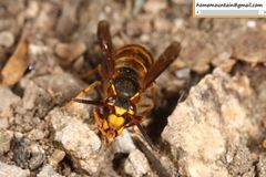 Vespula koreensis