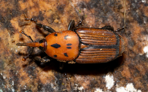 Red palm weevil