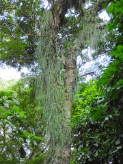 Rhipsalis baccifera