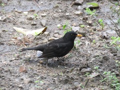 Turdus merula