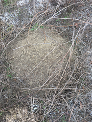 Solenopsis saevissima