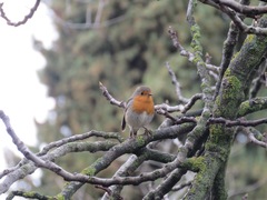 Erithacus rubecula
