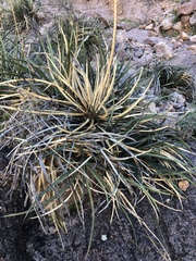 Agave schottii schottii