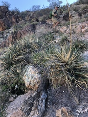Agave schottii schottii