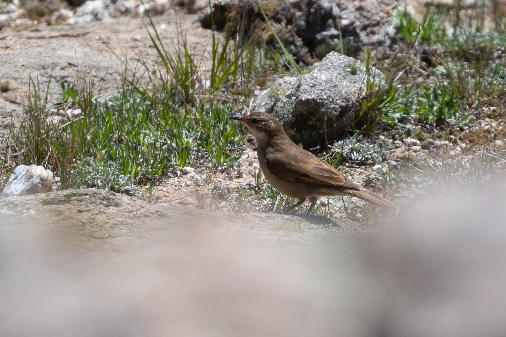 Cordoba Cinclodes (Cinclodes comechingonus), photo 3