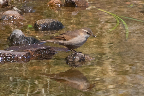 Cordoba Cinclodes (Cinclodes comechingonus), photo 9