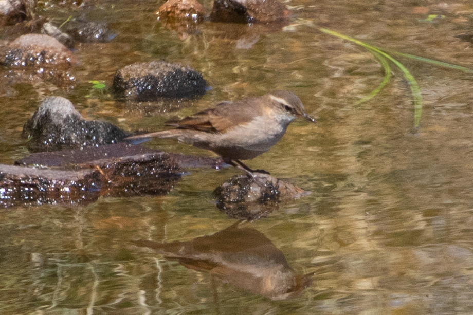Cordoba Cinclodes (Cinclodes comechingonus), photo 4