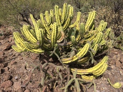 Myrtillocactus cochal