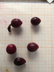 Myrtillocactus cochal