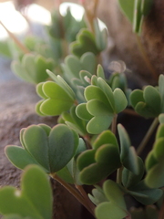 Oxalis squamata