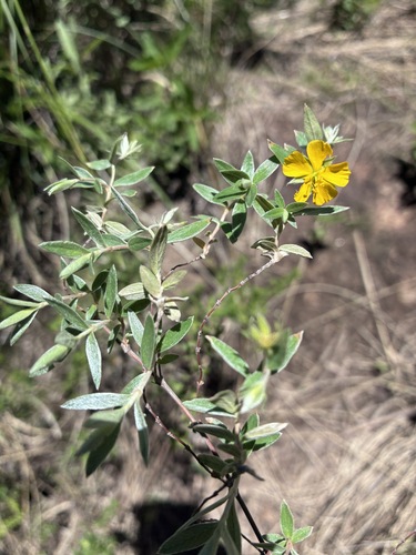 Balbisia calycina (Balbisia calycina)
