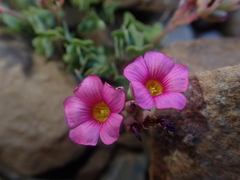 Oxalis squamata