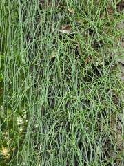 Rhipsalis baccifera