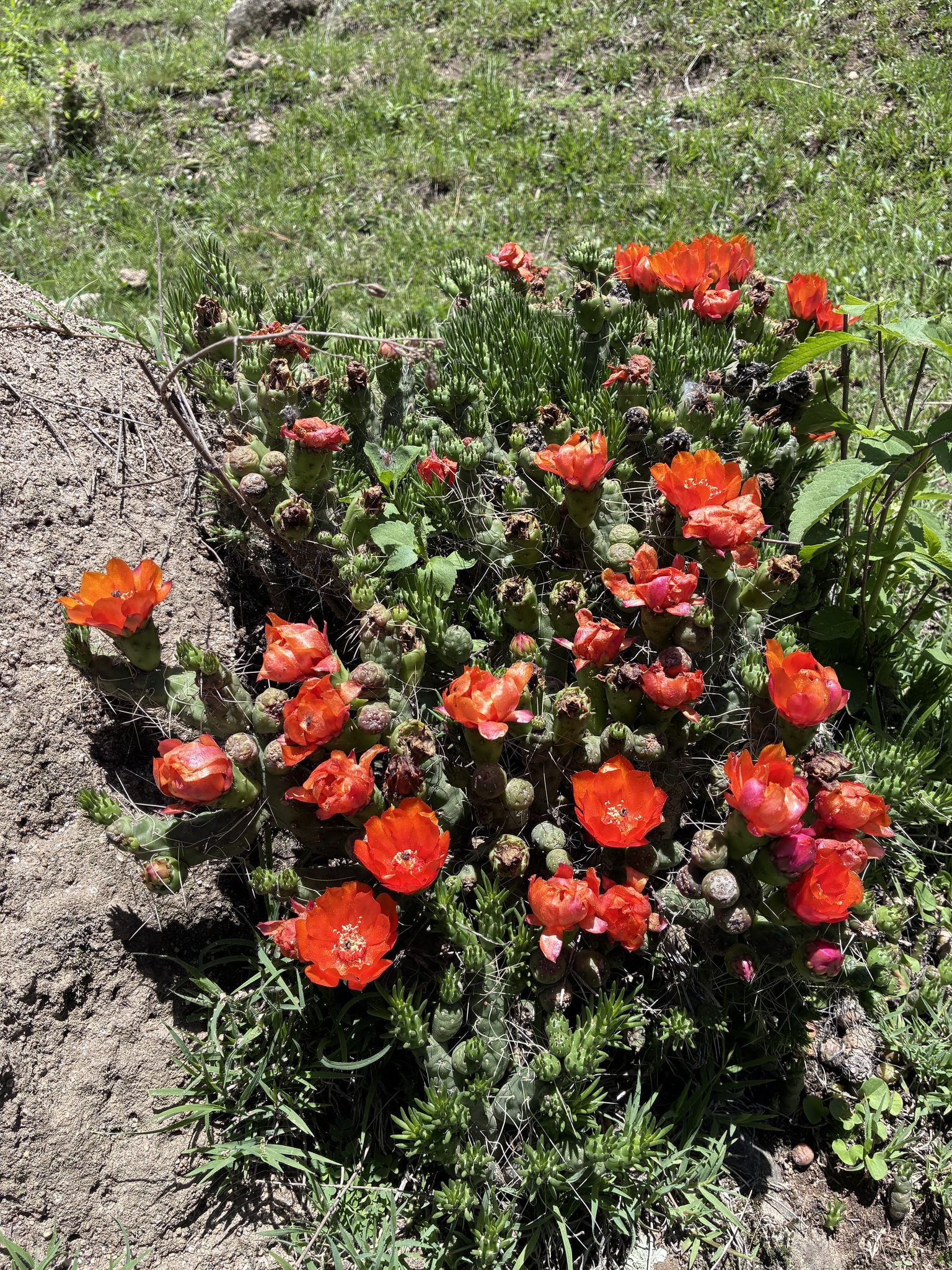 Tephrocactus Verschaffeltii (Tephrocactus verschaffeltii)