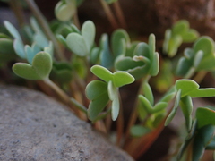Oxalis squamata