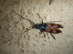 Phoracantha