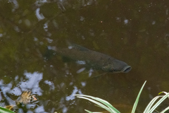 Prochilodus nigricans