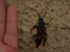 Phoracantha