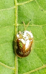 Deloyala fuliginosa