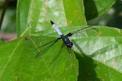 Erythrodiplax unimaculata