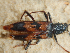 Phoracantha