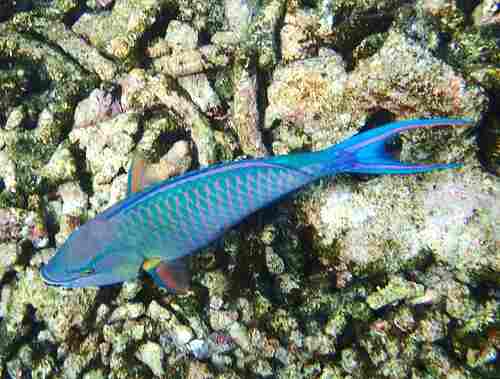 Tricolour parrotfish (Scarus tricolor) — Scaridae — 3