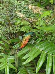 Paracupta hebridana