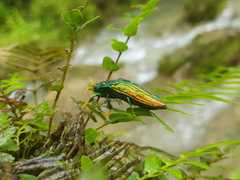 Paracupta hebridana