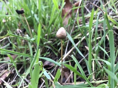 Psathyrella longicauda