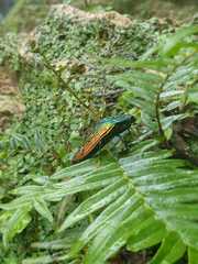Paracupta hebridana