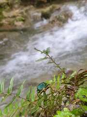 Paracupta hebridana