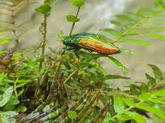 Paracupta hebridana
