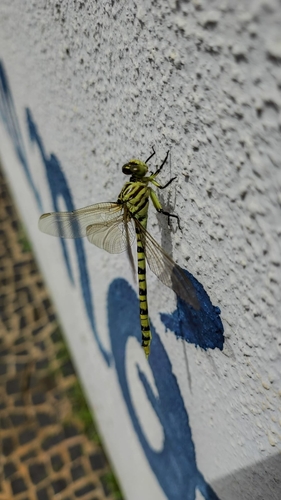 Gomphoides perdita