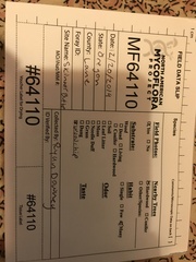 Psathyrella longicauda