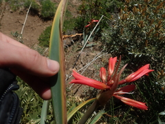 Zephyranthes graciliflora