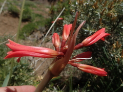 Zephyranthes graciliflora