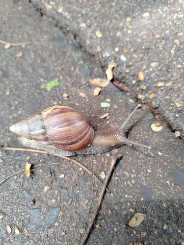 African Giant Snail