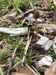Psathyrella longicauda