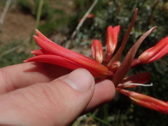 Zephyranthes graciliflora
