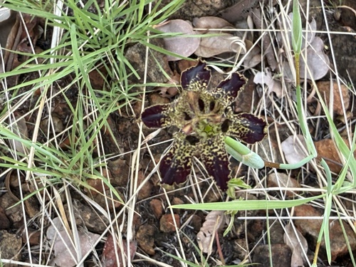 Kalahari Spiderlily