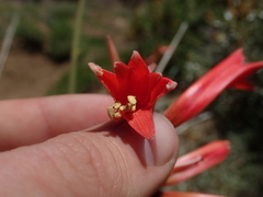 Zephyranthes graciliflora