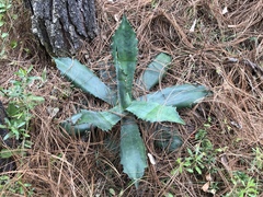 Agave maximiliana