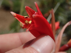 Zephyranthes graciliflora