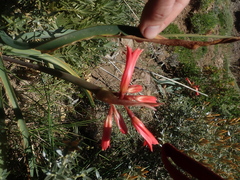Zephyranthes graciliflora