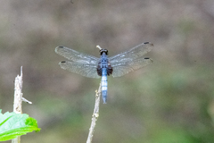 Erythrodiplax unimaculata