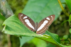 Metamorpha elissa