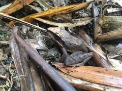 Craugastor longirostris