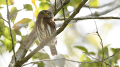 Glaucidium sanchezi