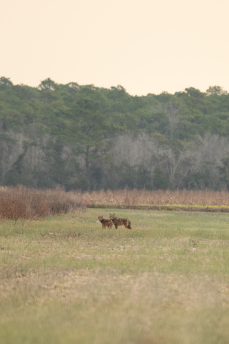 Red Wolf observed by swiftsoutdoors