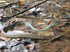 Dendrelaphis marenae